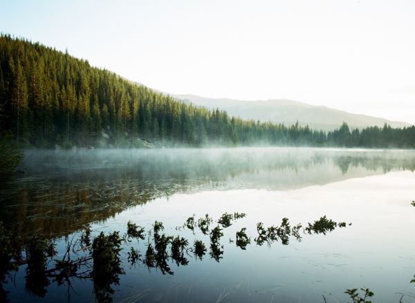 sollys, landskap, skog, innsjø, vann, natur