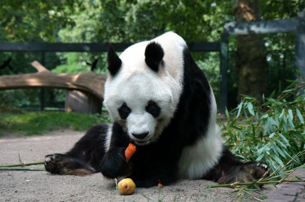 panda,istua,syöminen