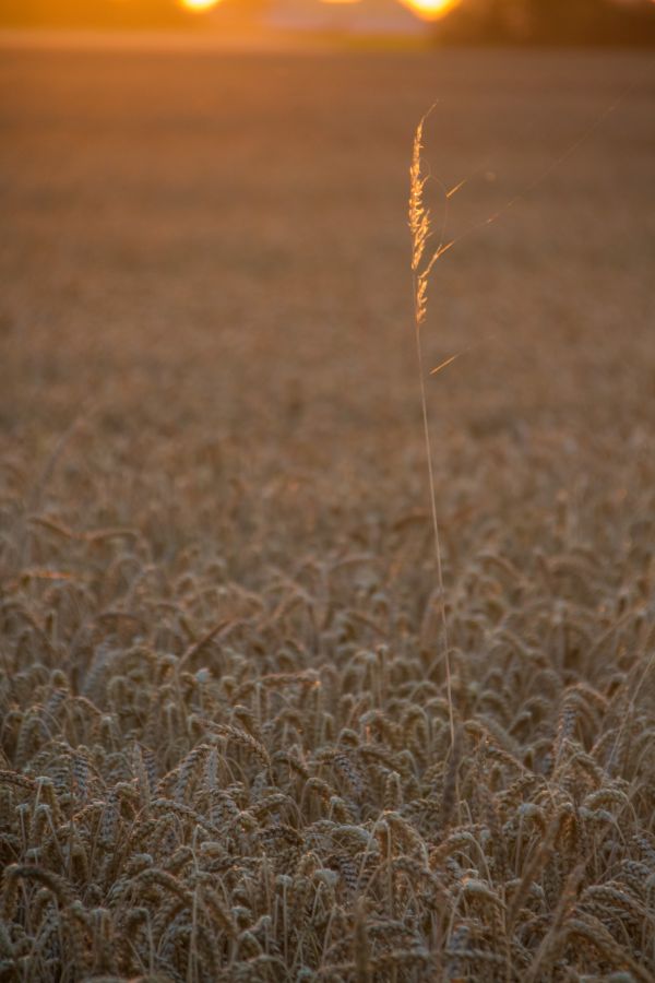 solljus, landskap, mat, solnedgång, natur, sand