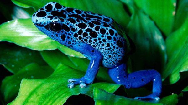 animaux, la nature, grenouille, amphibie, vert, la biologie