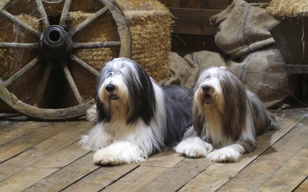 collie berjanggut,anjing,sepasang,berbohong