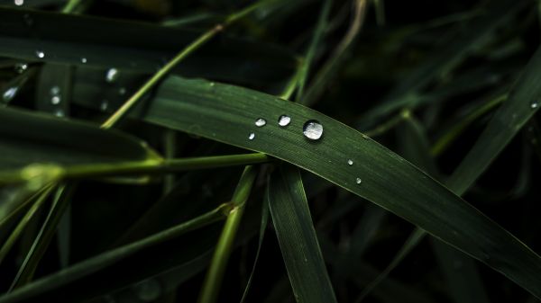 gocce d'acqua,piante,macro,erba,verde,angolo ampio