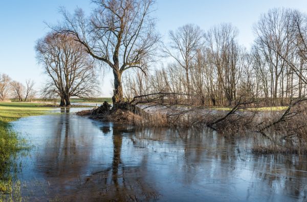 bomen,park,ochtend-,blauw,winter,licht