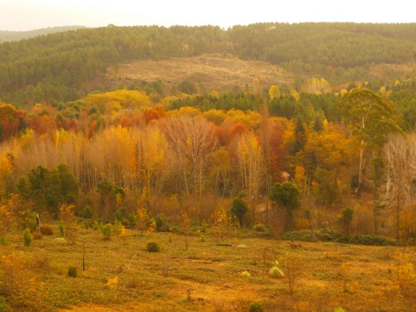 toamnă,Naturaleza,cădea,Argentina,YAHOO,flickr