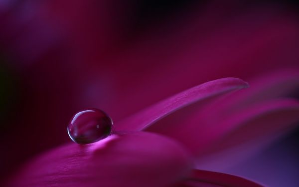 Flores,natureza,vermelho,fotografia,roxa,gotas de água