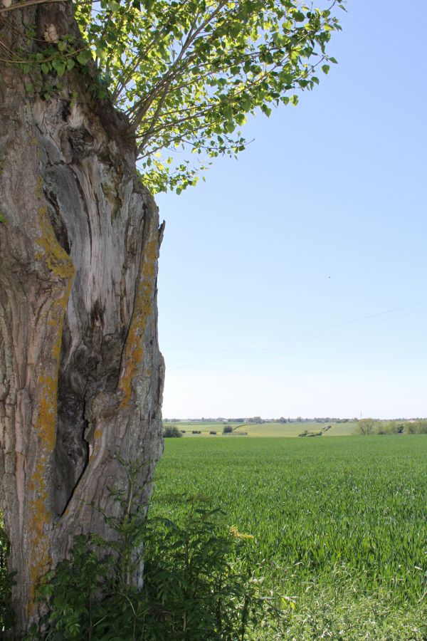 lumière du soleil, la nature, vert, paysage, herbe, champ