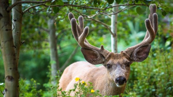 dieren,hert,natuur,dieren in het wild,eland,fauna