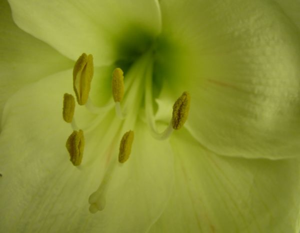 Blumen, Natur, Fotografie, Grün, Gelb, Blumenblätter