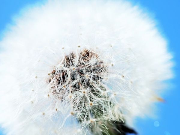 dandelion,bunga-bunga,alam,merapatkan