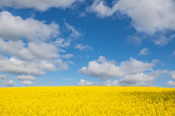 ουρανός,πεδίο,τοπίο,Himmel,σύννεφο,εξοχή