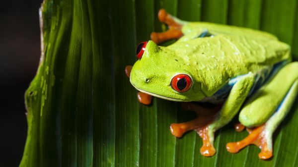 hewan,alam,hijau,katak,amfibi,makro