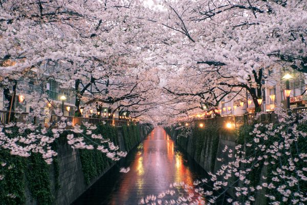 natureza,Flores,Flor de cerejeira,Japão