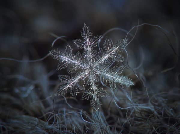 dunkel,abstrakt,Schnee,Winter,Nahansicht,Makro