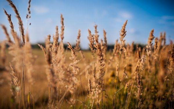 zonlicht, natuur, gras, planten, veld-, landschap