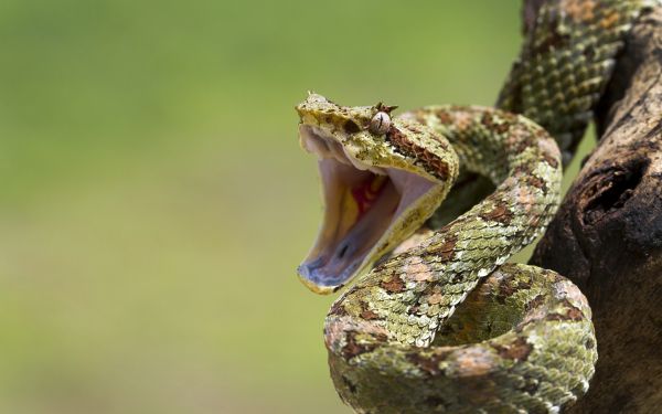 állatok,mélységélesség,természet,faipari,kígyó,vadvilág