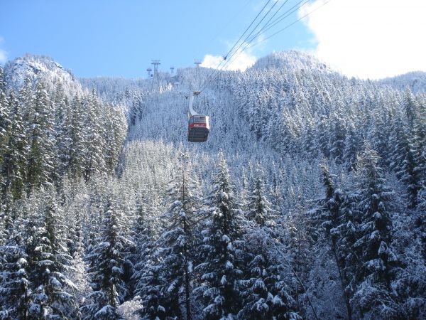 Bäume,Wald,Schnee,Winter,Frost,Fichte