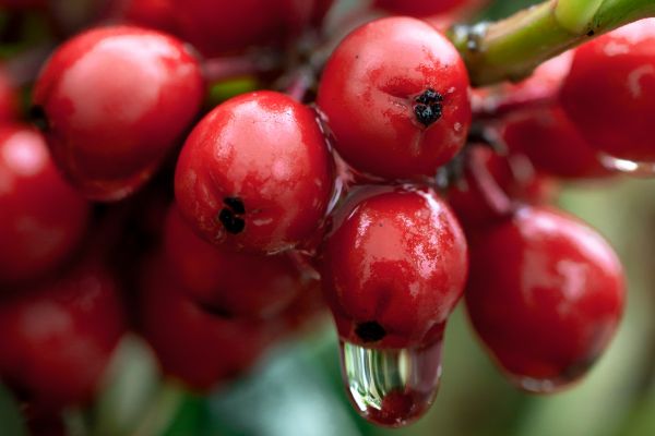 aliments, fruit, Italie, rouge, pluie, Macro