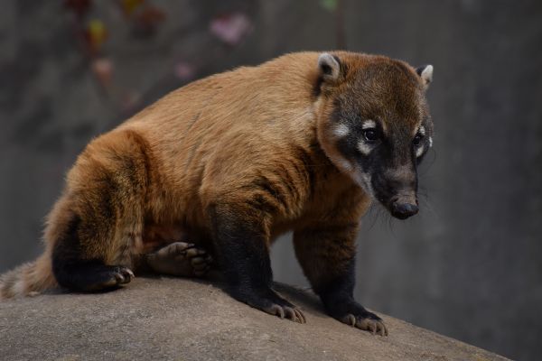 ojo,Carnívoro,oso café,adular,terrestrial animal,bigotes