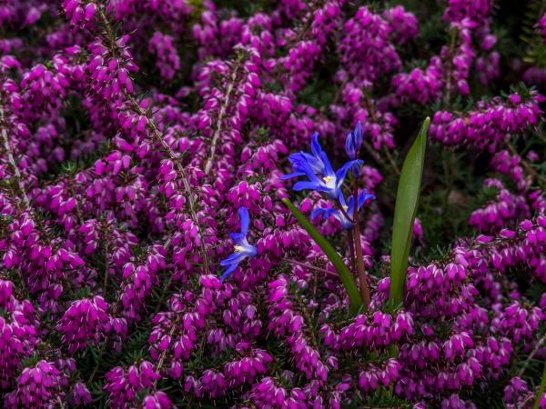 Scilla,Bokeh,Dof,Lòng tự trọng,Erica,Đun sôi