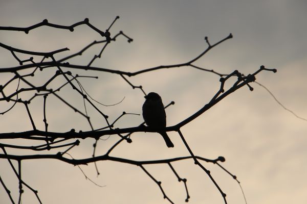 backlighting,burung buas,bayangan hitam