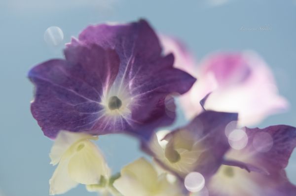 blomma, vatten, Jeanmarie, jeanmarieshelton, hortensia, färger