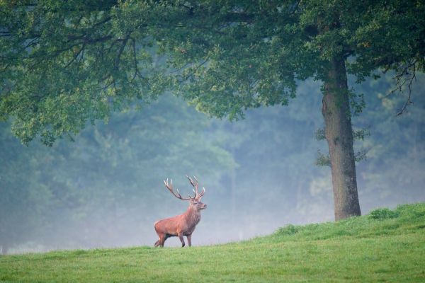 Árvores,floresta,natureza,grama,Cervo,animais selvagens