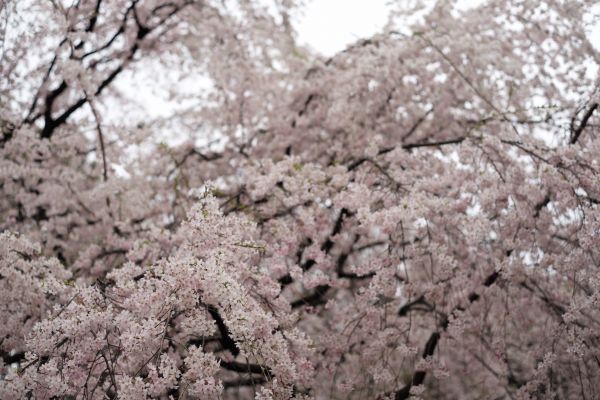 Japon,branche,fleur de cerisier,fleur,printemps,aliments