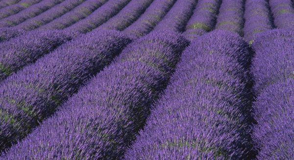 Flores,césped,campo,púrpura,lavanda,flor