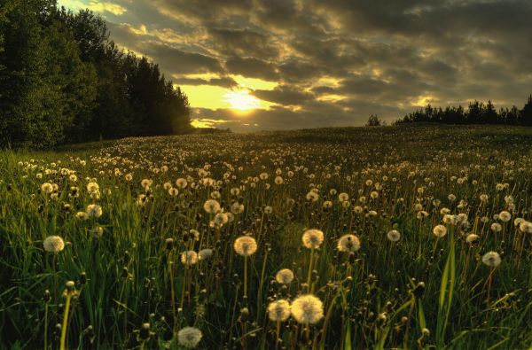 solljus, landskap, solnedgång, blommor, kulle, natur