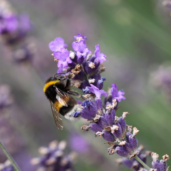 Blumen, Natur, Makro, Insekt, Tiere, Kanon