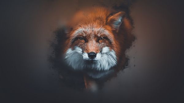 Tiere,Fuchs,Foto-Manipulation,Minimalismus