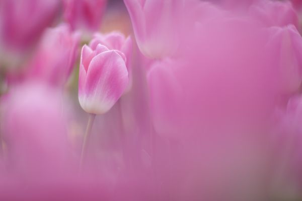 flores cor de rosa, Flores, Tulipas, flor, Flor, Rosa