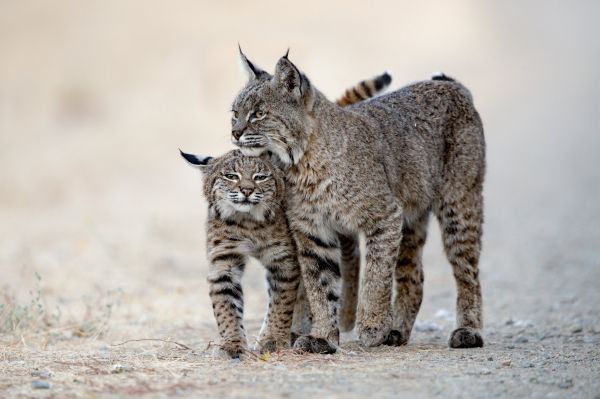 Lux Animals,djur,däggdjur,stora katter