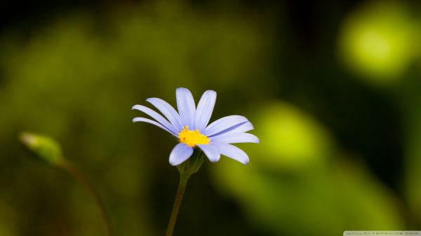 lumière du soleil,fleurs,la nature,les plantes,la photographie,herbe