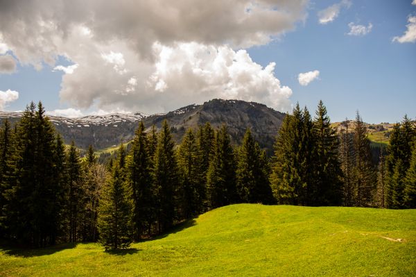 Fotoğraf, Manzara, Açık havada, doğa, Ağaçlar, orman