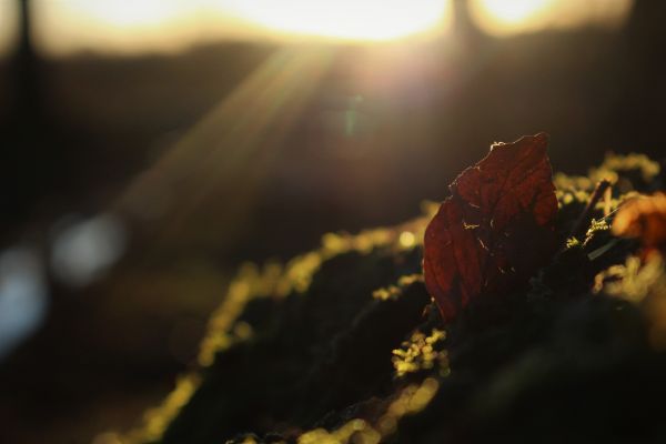 blader,natur,solnedgang,trestubbe,5184x3456 px