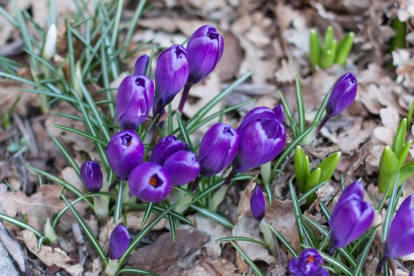 Krokus,Blumen,Gras,Safran