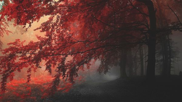 lumina soarelui,pădure,cădea,ramură,dimineaţă,aburi