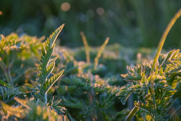 sollys,natur,gress,gren,soloppgang,skog