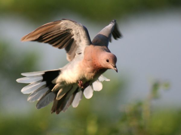 Příroda,peří,letící,Volně žijících živočichů,Afrika,dravý pták