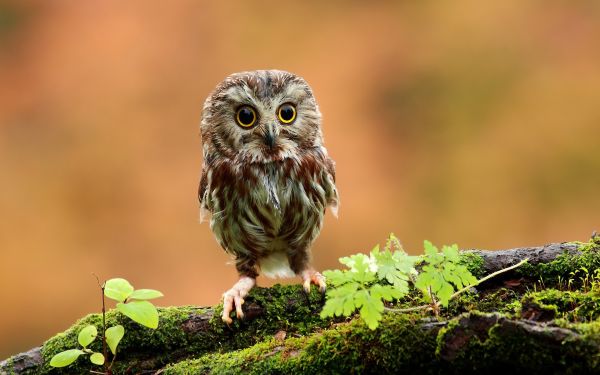 des oiseaux,la nature,faune,oiseau de proie,mousse,vert