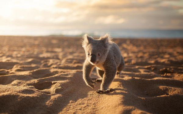 djur,hav,natur,sand,strand,morgon-