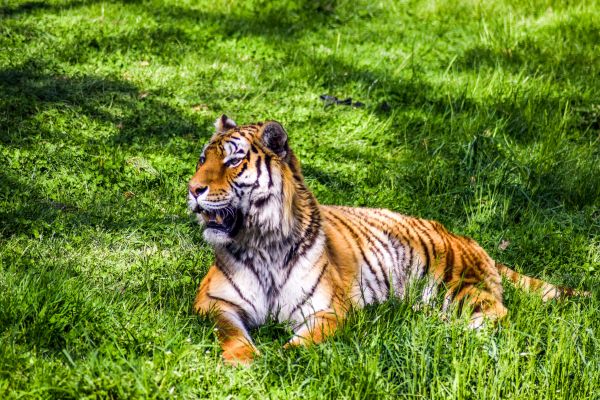 tigris,ragadozó,hazugságok,nagy macska,fű