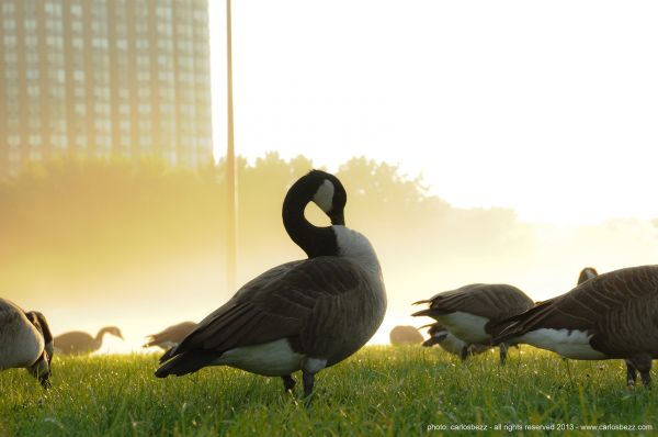 straat,zonsondergang,park,panorama,Zon,Toronto