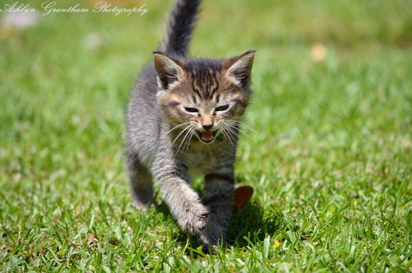 velho, azul, Árvores, gatos, bebê, 6