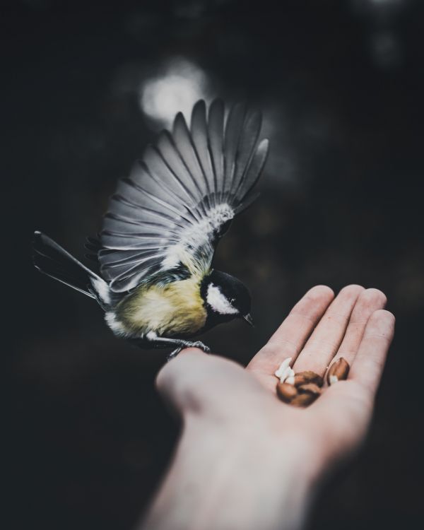 vogel,Bird on Hand,natuur,Taneli Lahtinen,coulissen,dieren in het wild