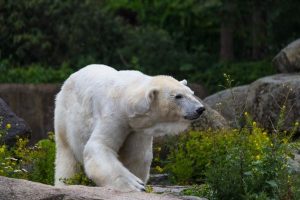 Duitsland,Dierentuin,Berlijn,gras,dieren in het wild,wildernis