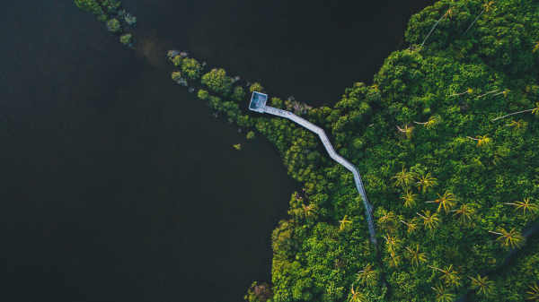 wooden walkway,natureza,aéreo,Árvores,rio,drone photo