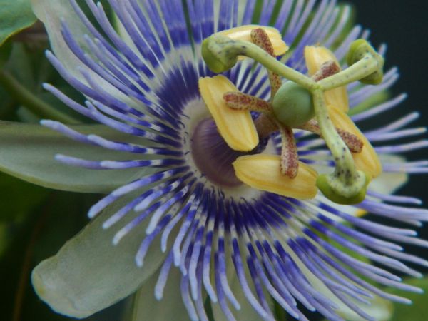 fleur,plante,flore,fruit,pollen,la passion