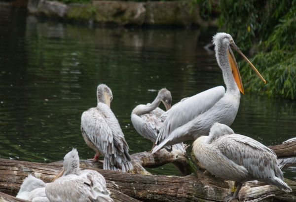 Německo,zoologická zahrada,Berlín,zvíře,pták,zobák